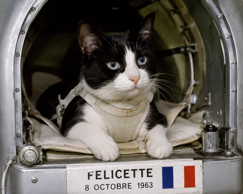 Fèllicette || Space Animal Hero