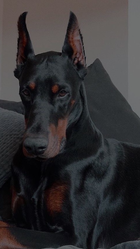 (Your dog) Braz