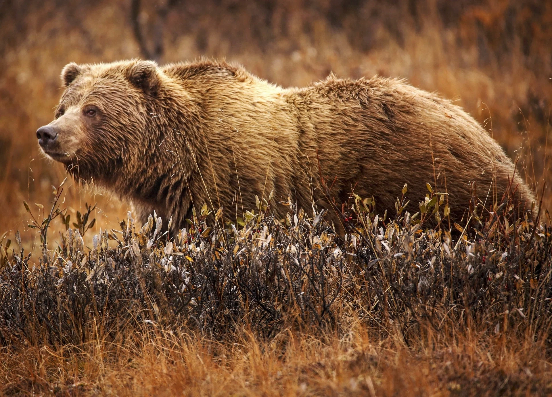 The Grizzly Bear (Ursus Arctos Horribilis) : An encounter with a female grizzly bear in western canda