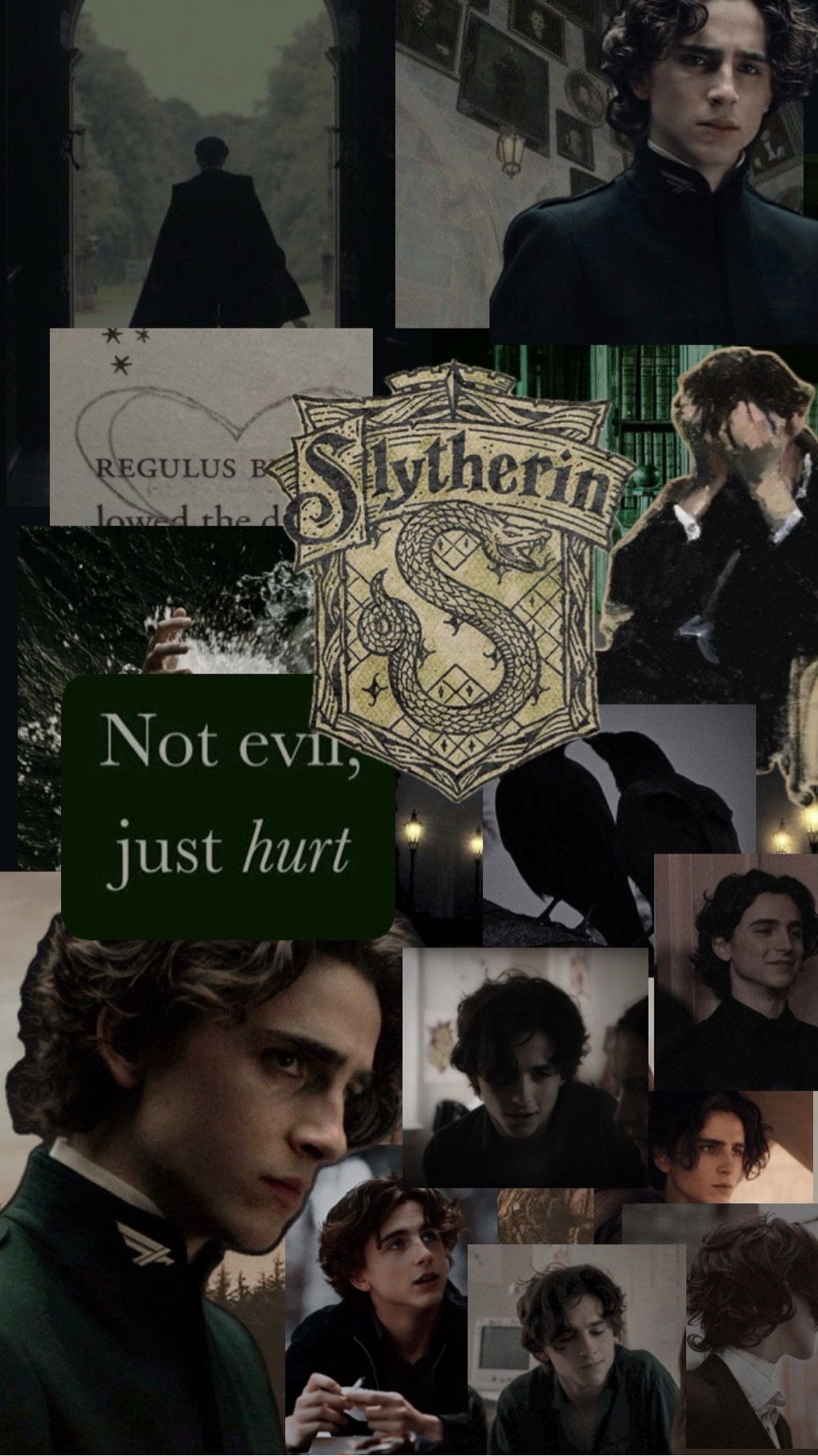 Regulus black